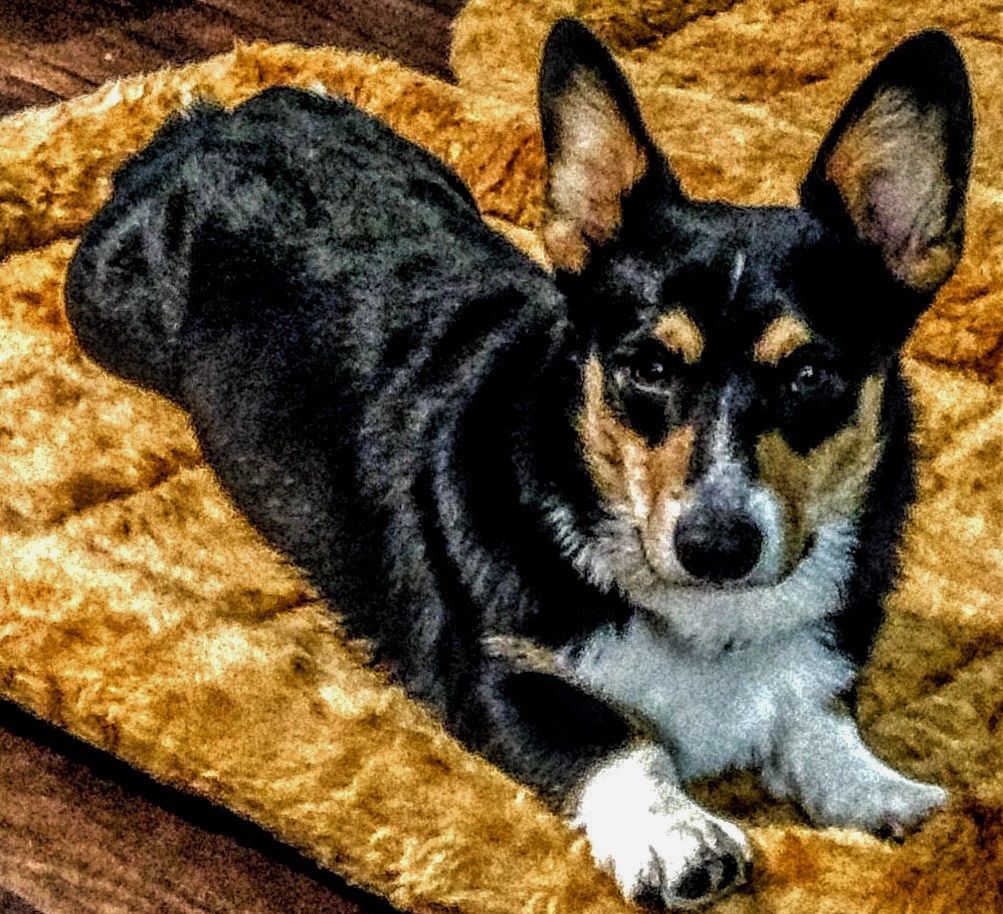 Candid Canine Corner